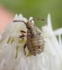 Stictopleurus sp.